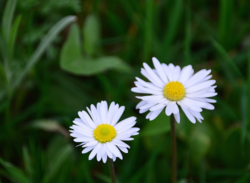 2024适合一辈子网名英文 英文值得用一辈子的网名