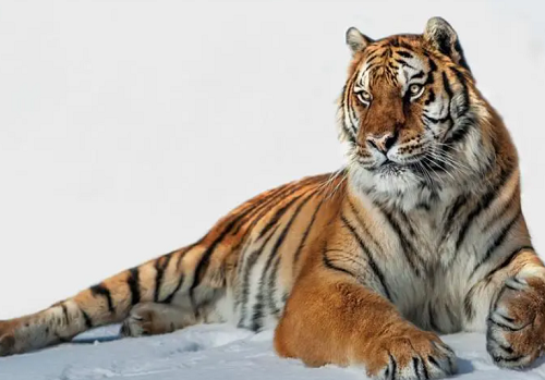 水虎命取名字男孩 2024年水虎命取名字