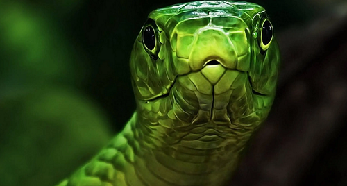 蛇年新生儿取名 蛇宝宝取名大全2024款