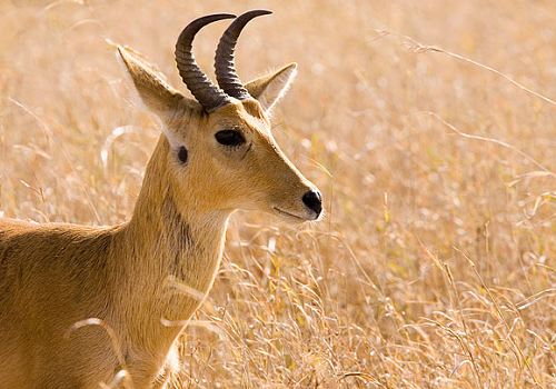 2024羊女孩高雅有涵养的名字 属羊女孩最吉利的名字