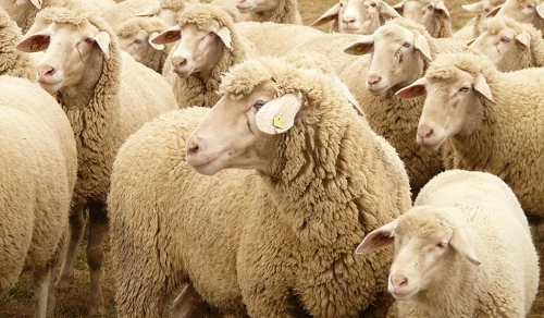 羊年新生儿取名 羊宝宝取名大全2024款