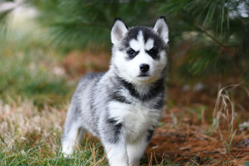 狗宝宝男孩名字 男孩小名大全2024最新版的狗宝宝